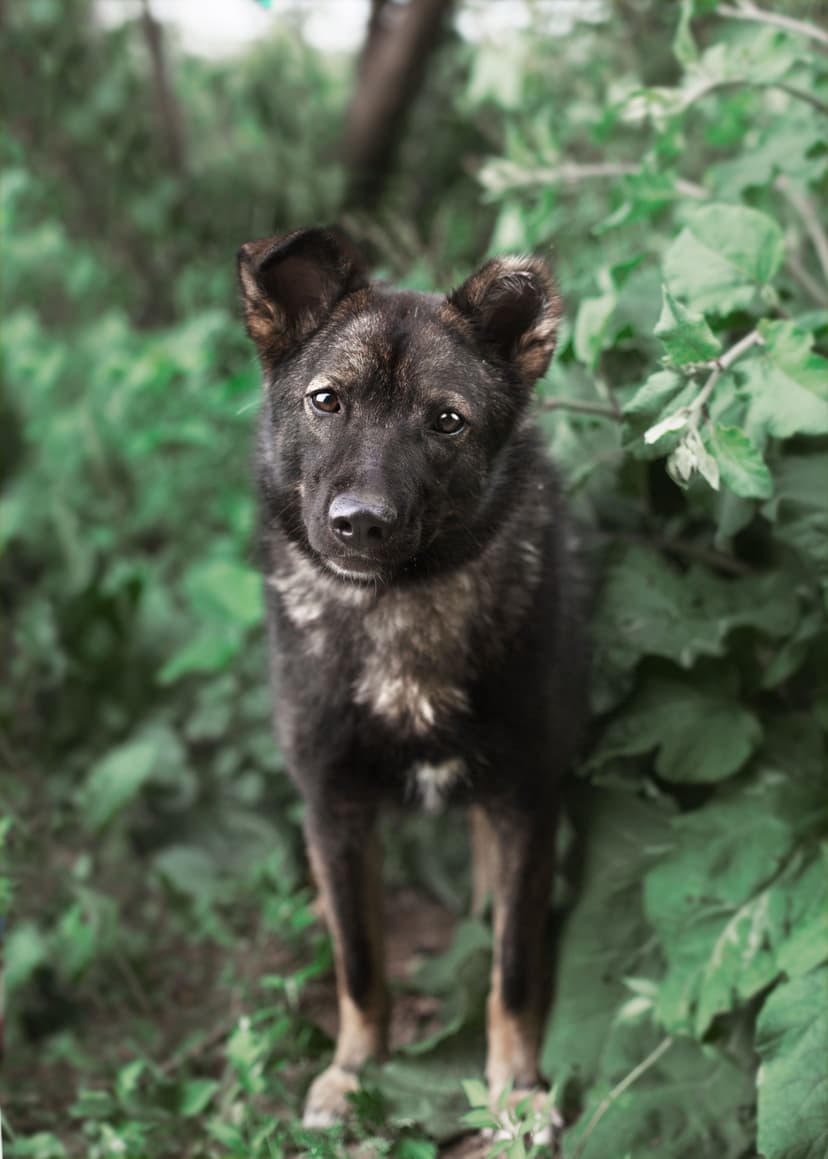 Рахиль