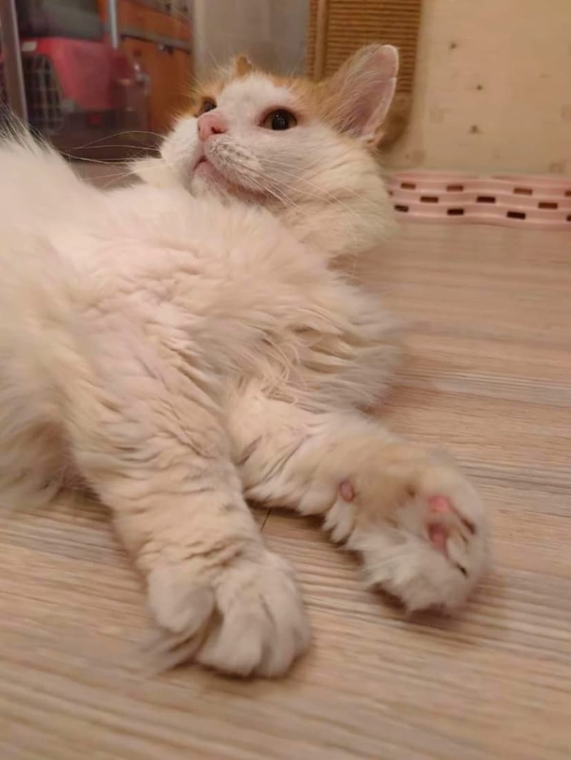 Тортик
