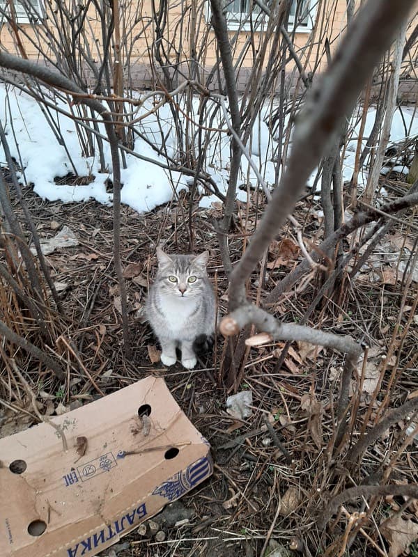Тимошка