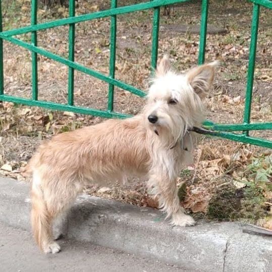 Барашек