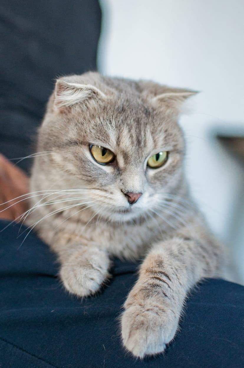 Сима