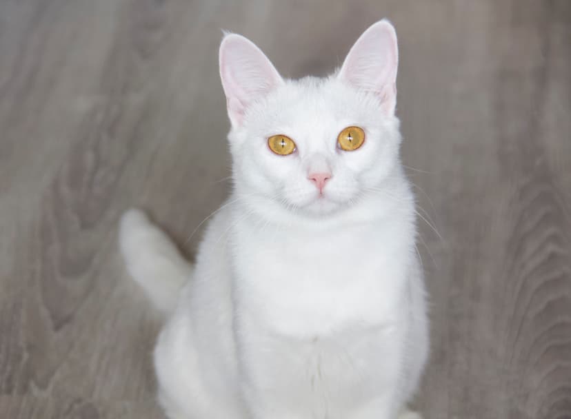 Раечка
