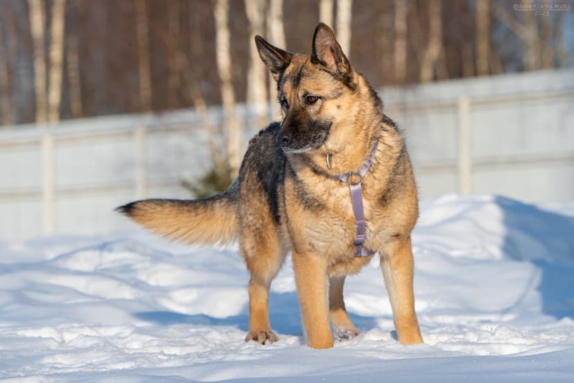 Лима