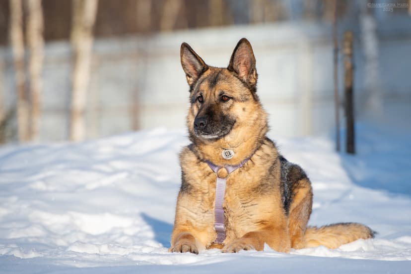 Лима