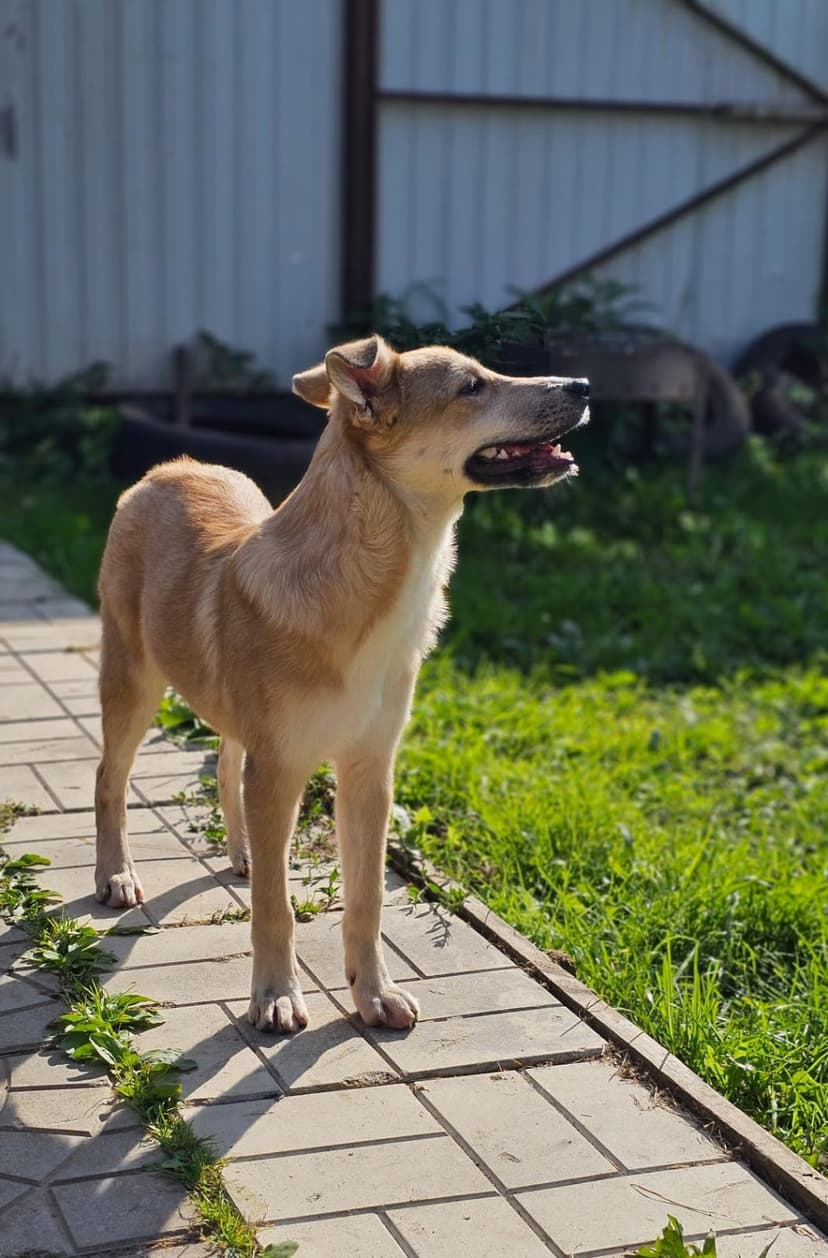 Уляша