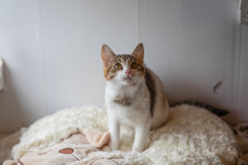 Руккола
