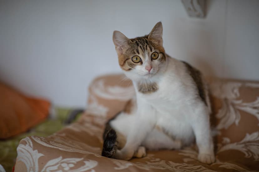 Руккола