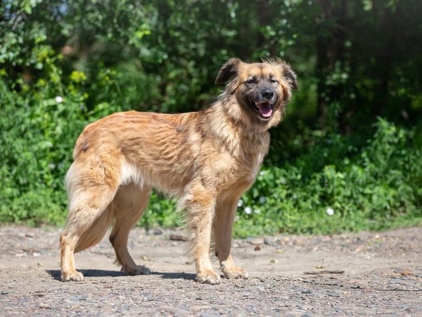 Стелла