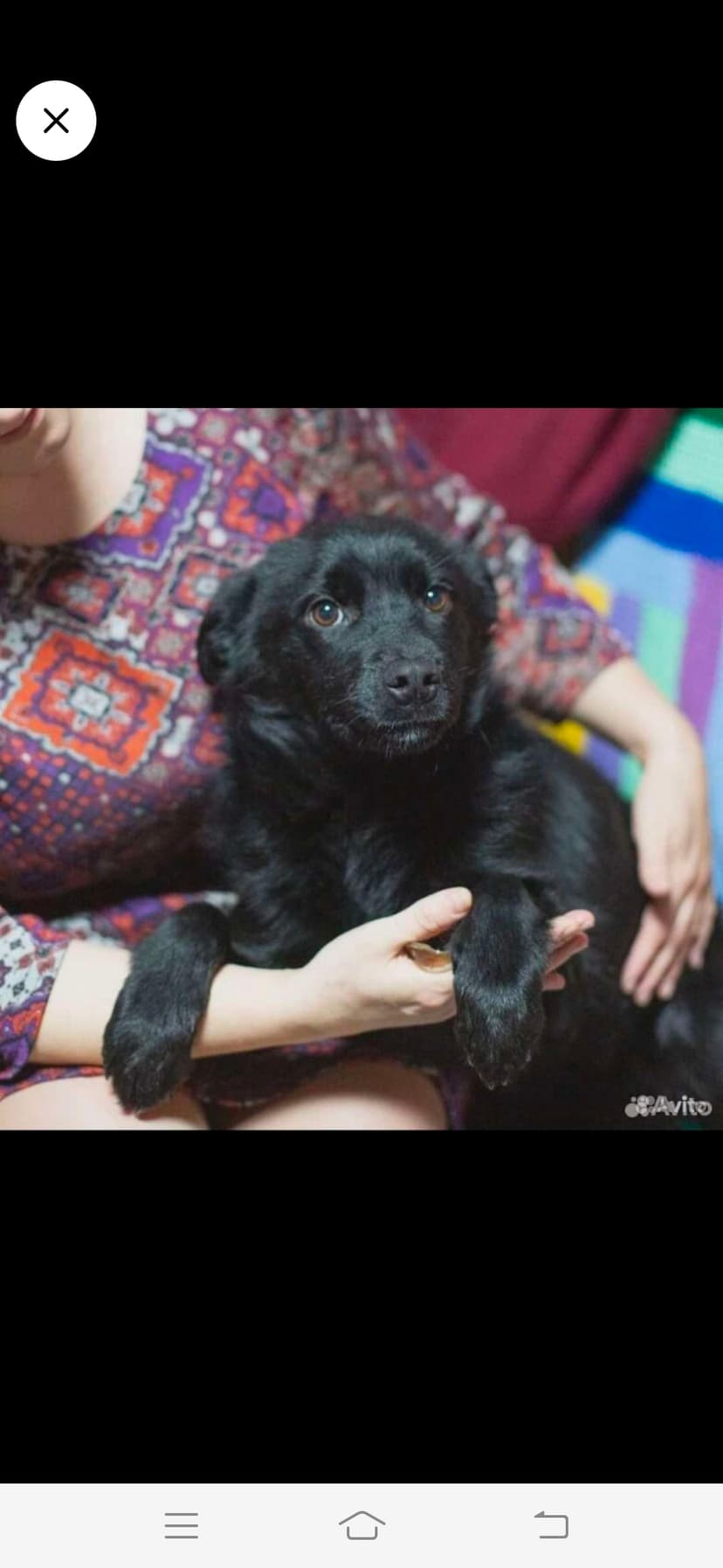 Винсета