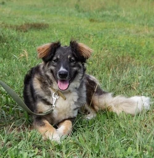 Шейла