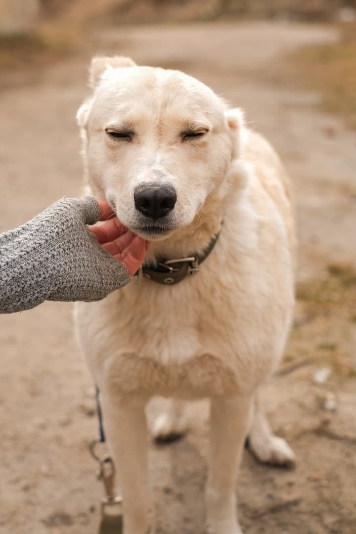 Лесси