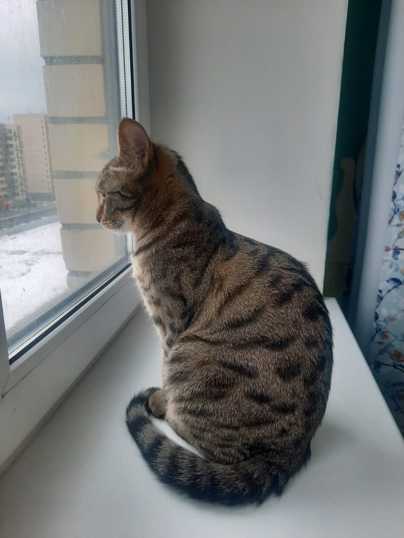 Симба