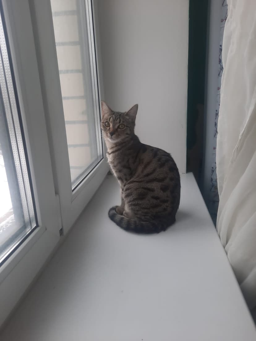 Симба