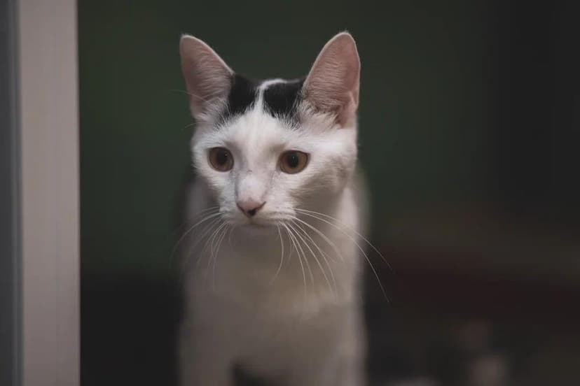 Клякса