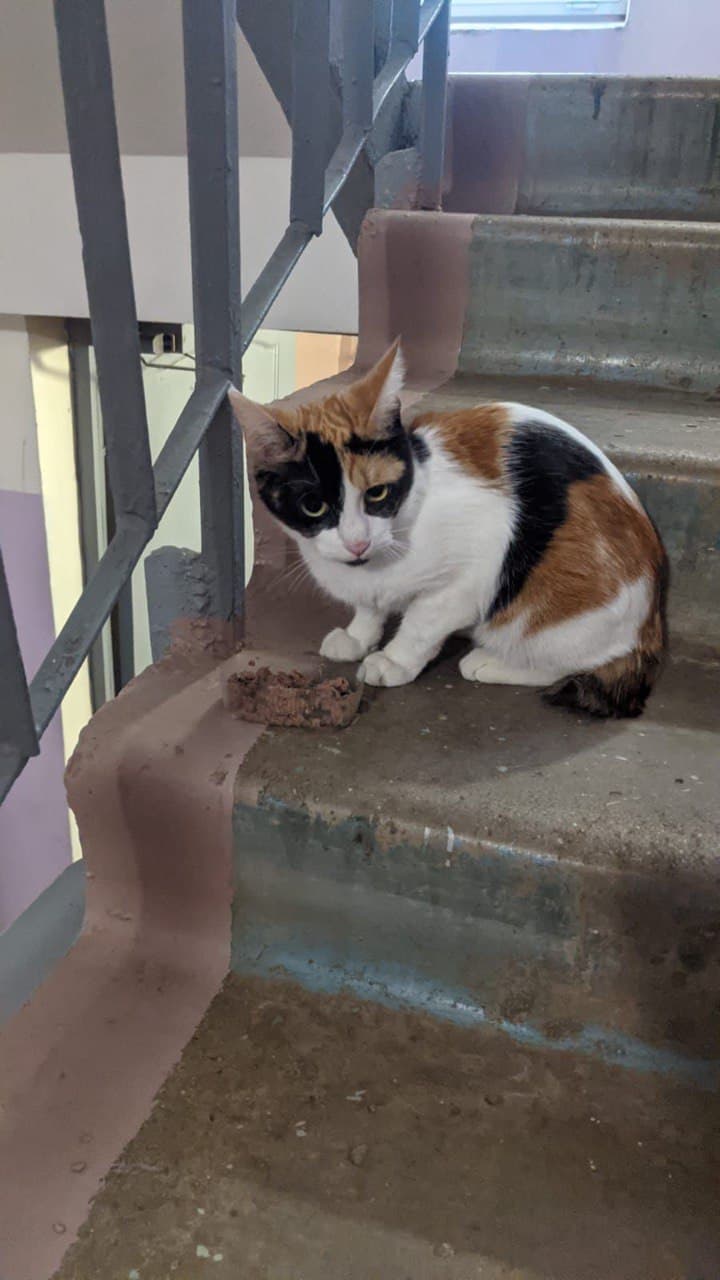 Кошечка