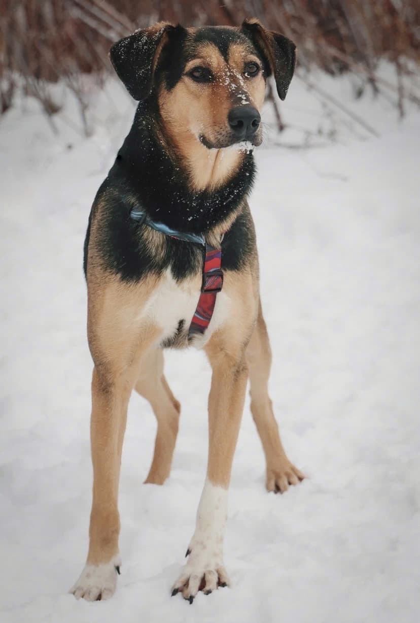 Молли