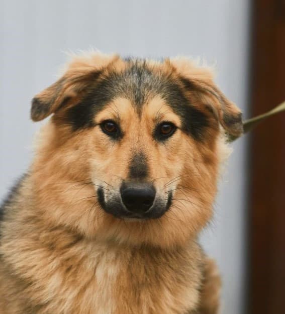 Атос
