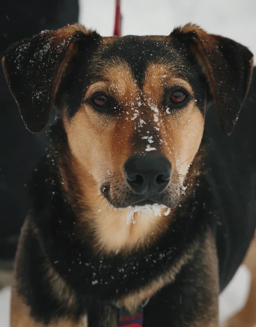 Молли