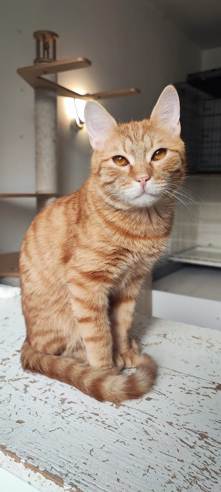 Марсик