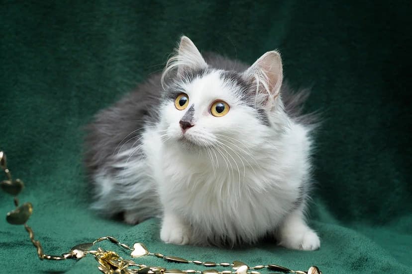 Серена