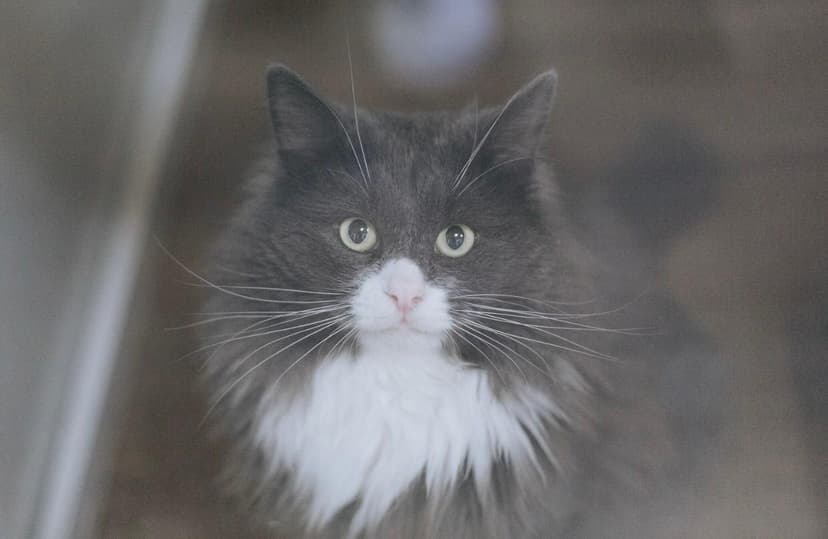 Грей