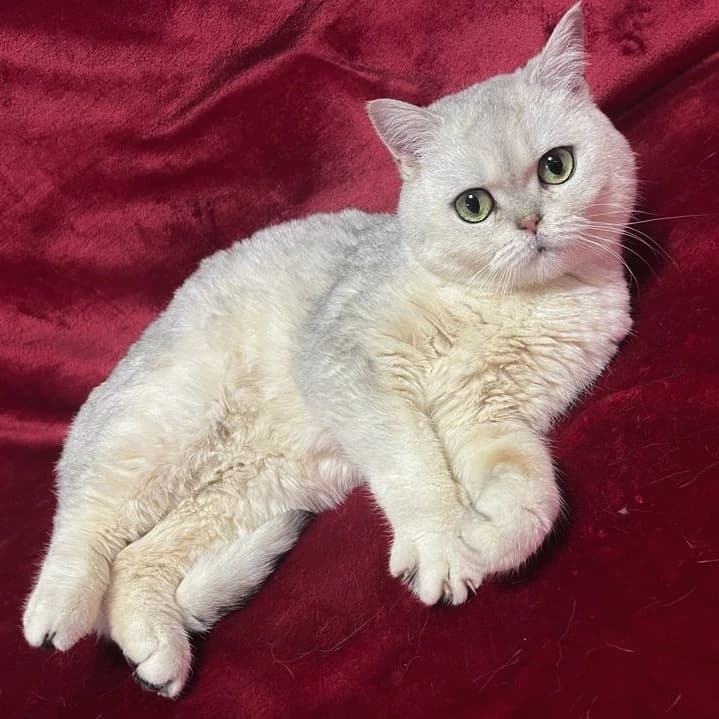 Русалочка