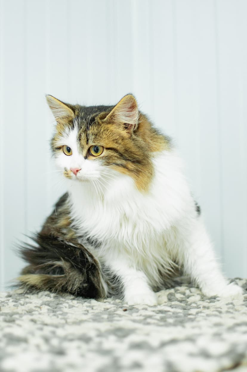 Клара