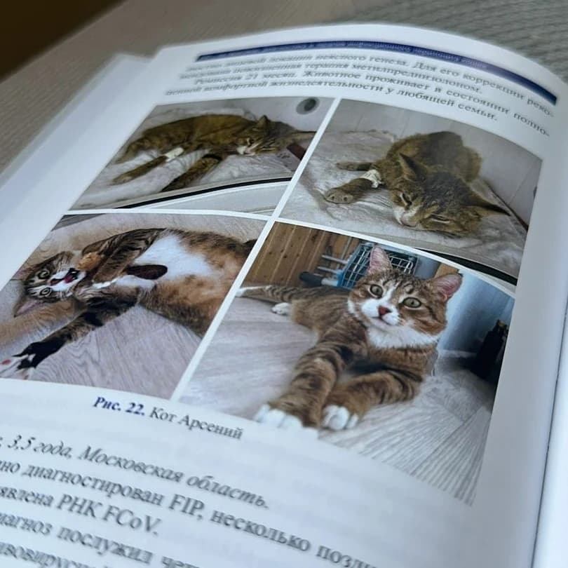 Сеня