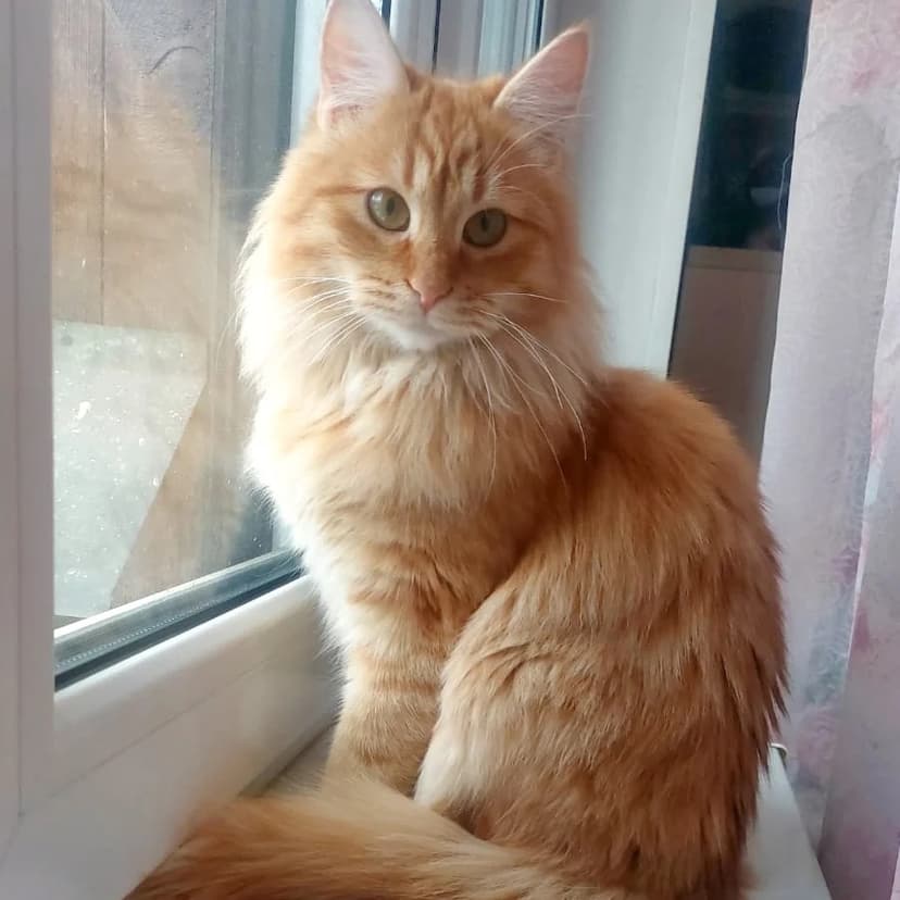Жорик