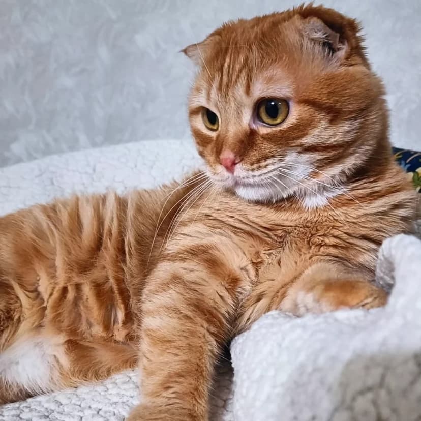 Оливер 