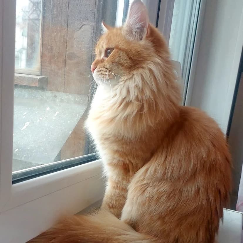 Жорик