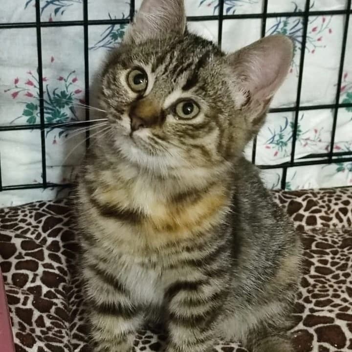 Котята малыши 2