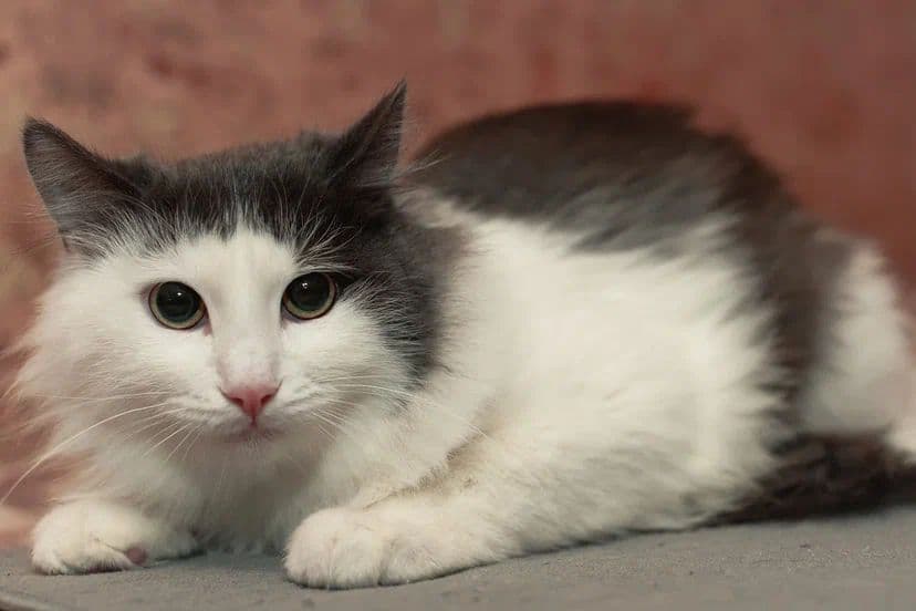 Котя