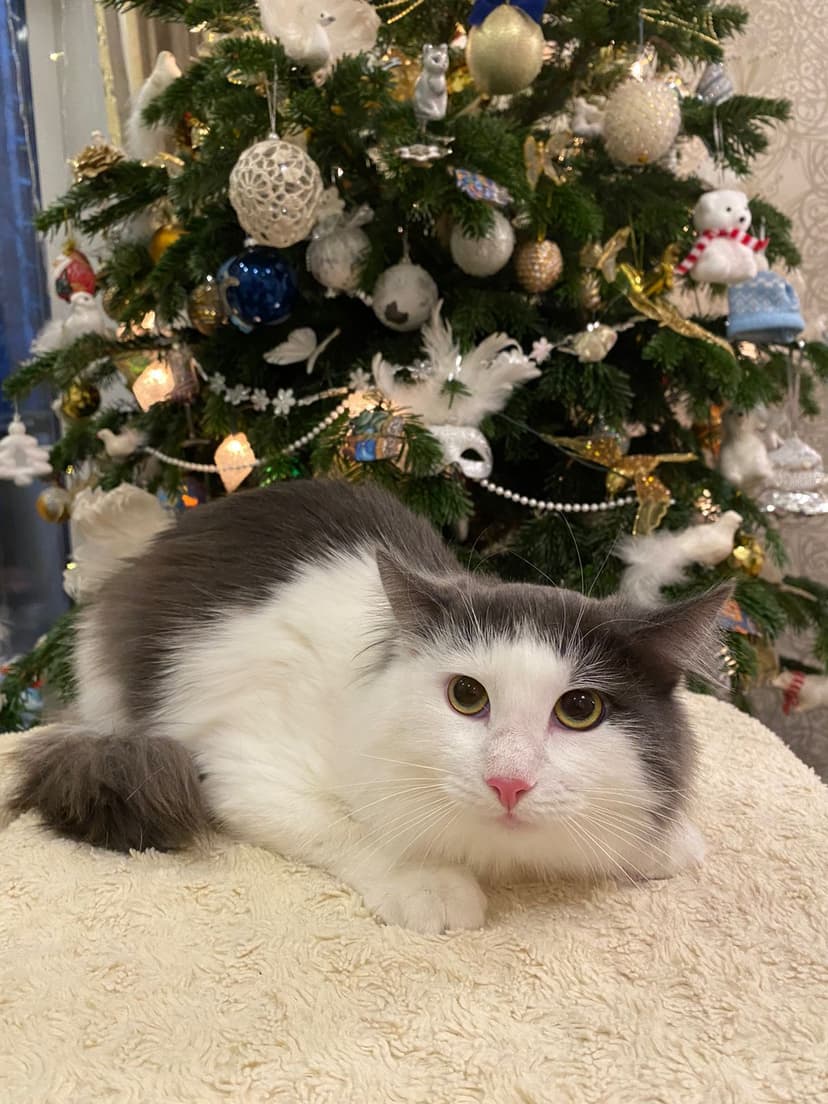 Котя