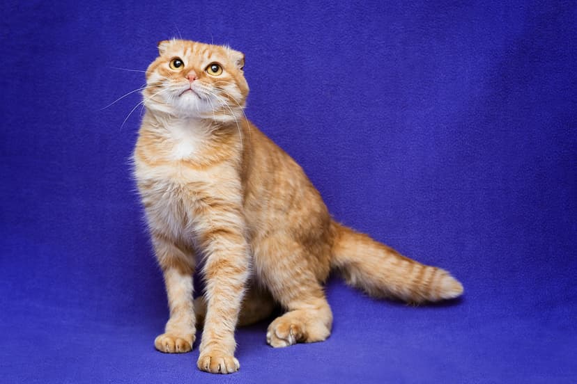 Оливер