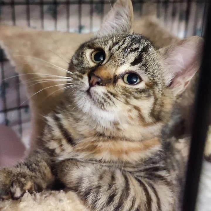 Котята малыши 2