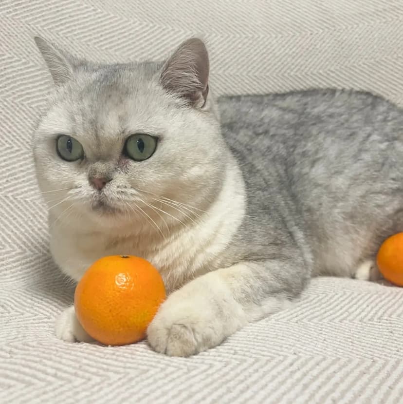 Русалочка