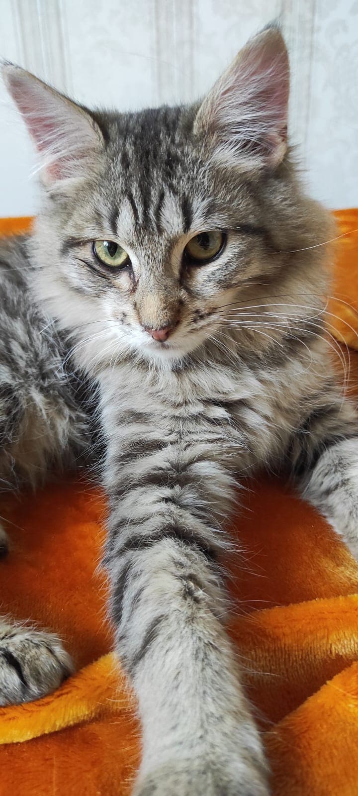 Кексик