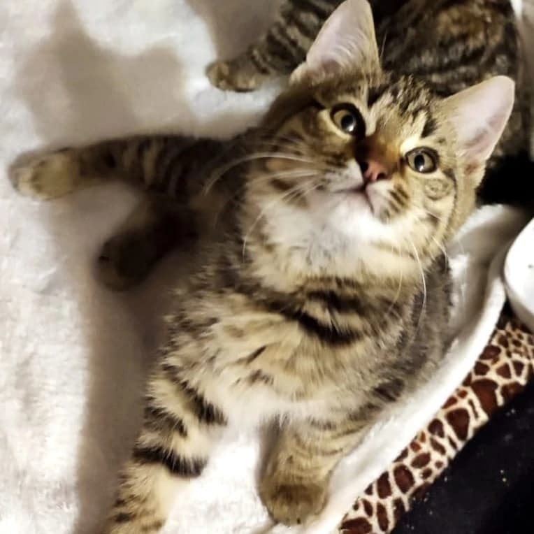 Котята малыши 1