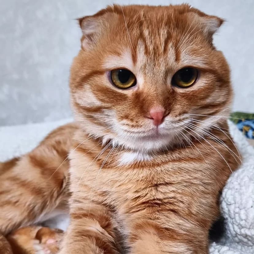 Оливер 