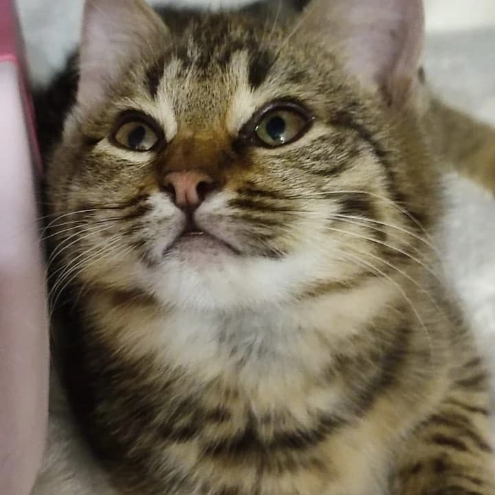 Котята малыши 1