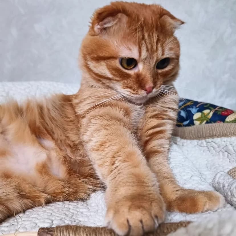 Оливер 