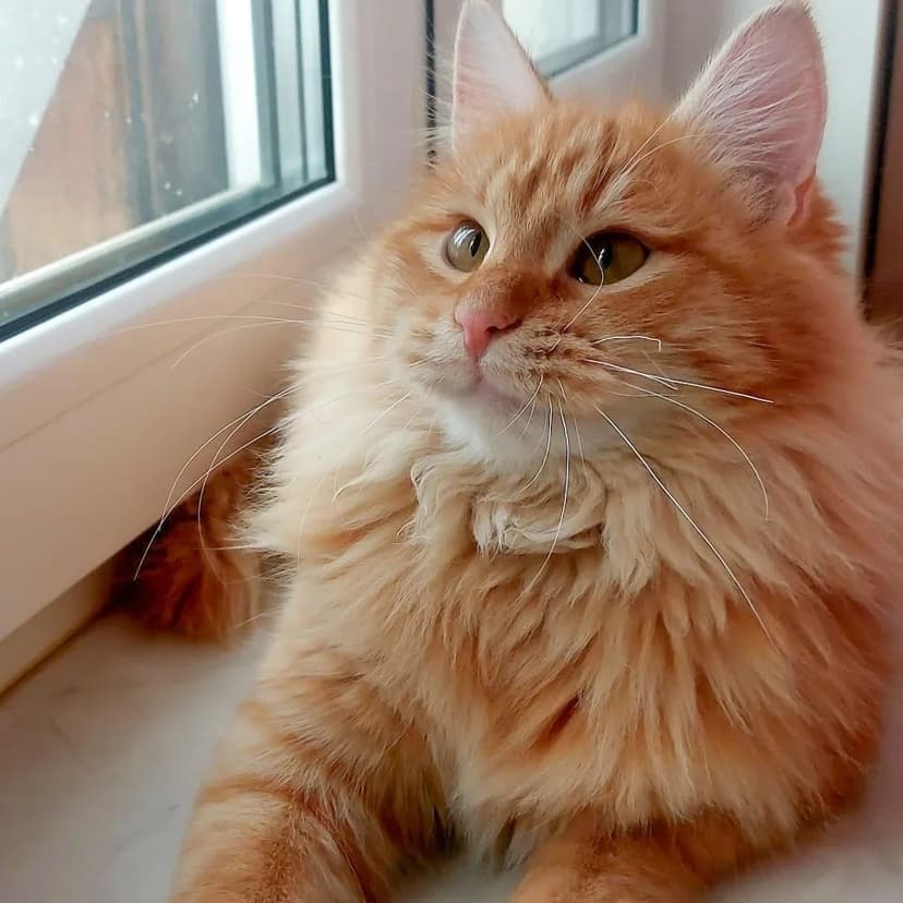 Жорик