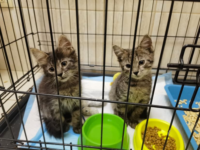 Котята в поисках дома
