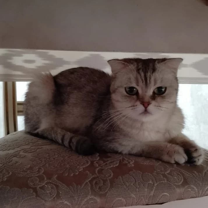 Кошечка