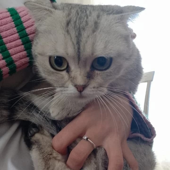 Кошечка
