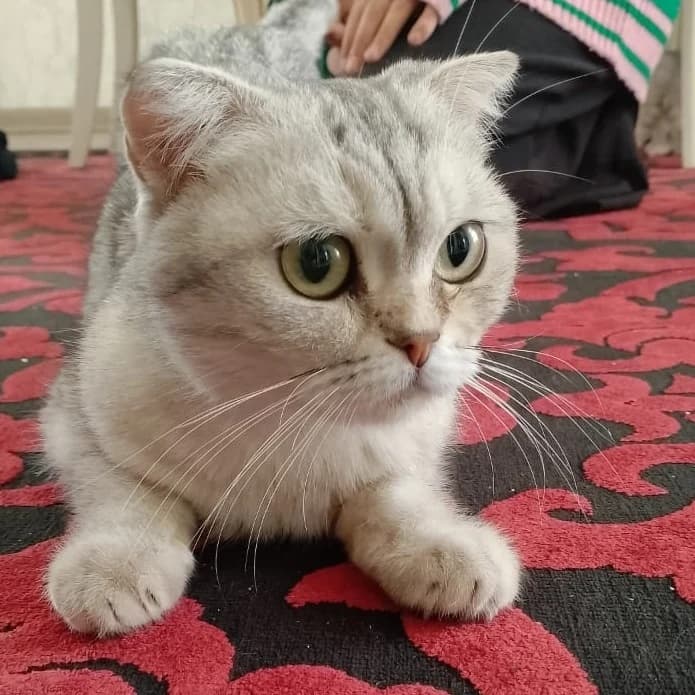 Кошечка