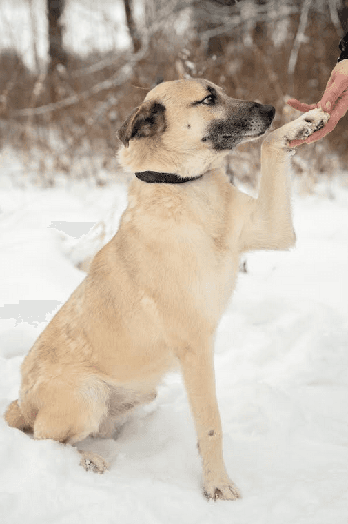 Бельчик
