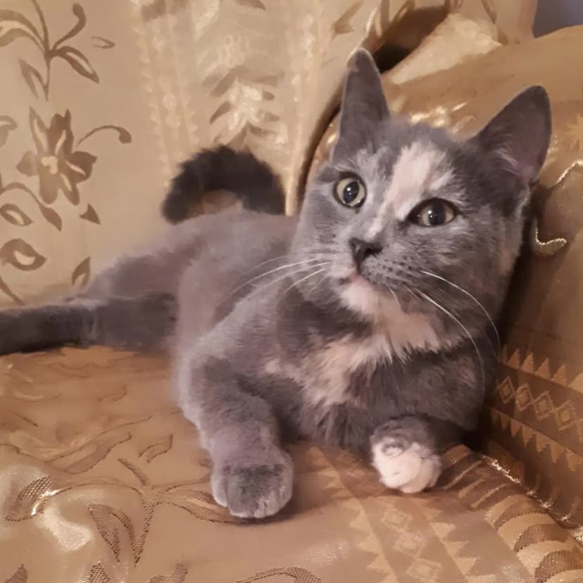 Кошечка в беде