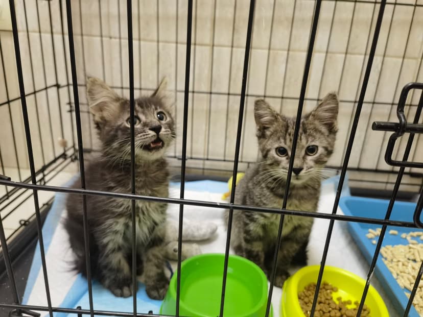 Котята в поисках дома